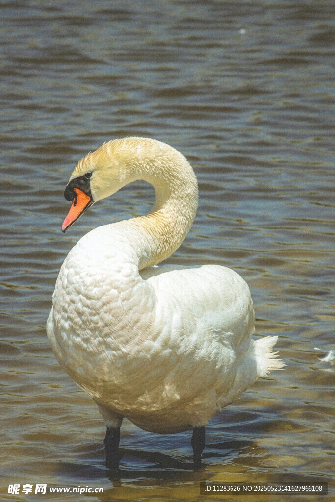 水中优雅天鹅