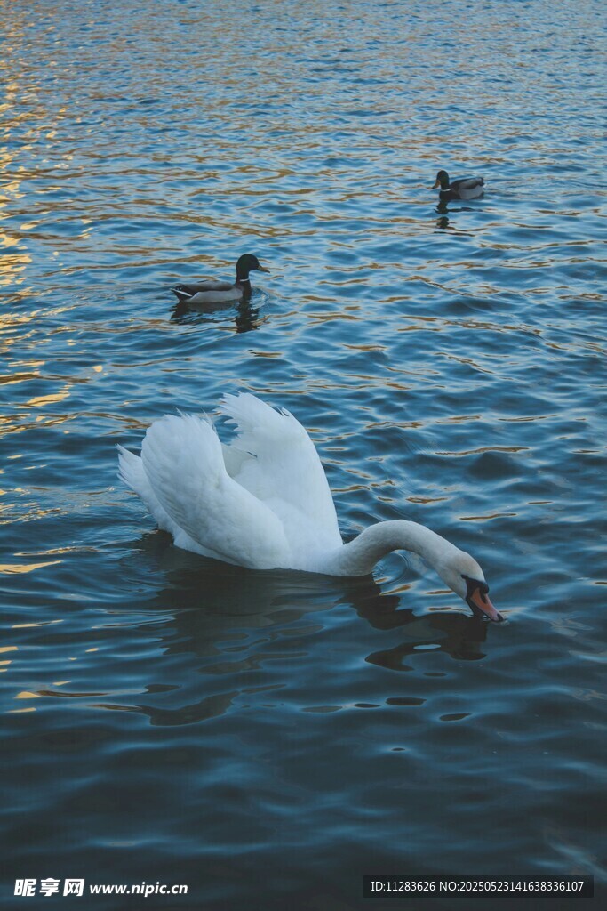 湖面上优雅的天鹅与野鸭