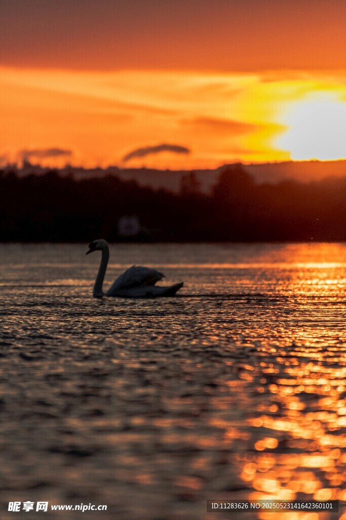 夕阳下湖面的优雅天鹅