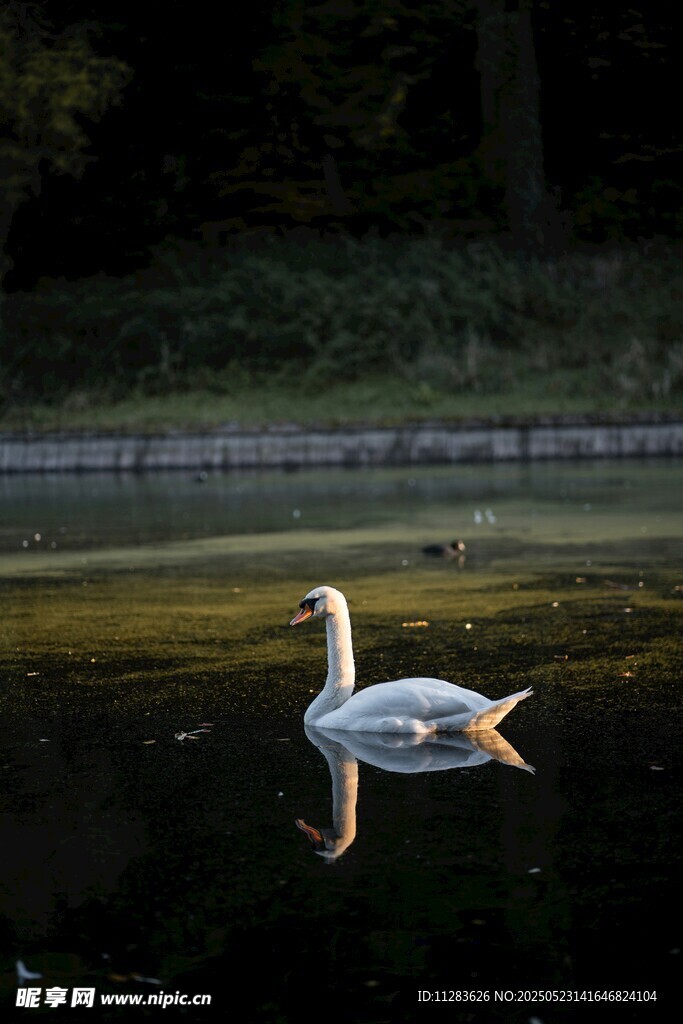 水中优雅天鹅