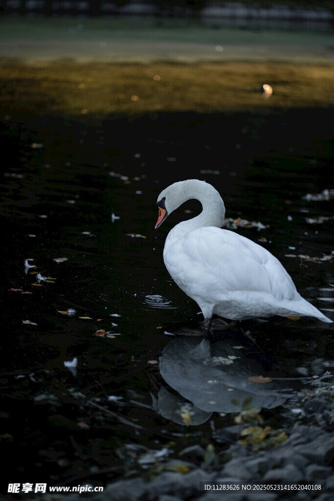 水中优雅白鹅