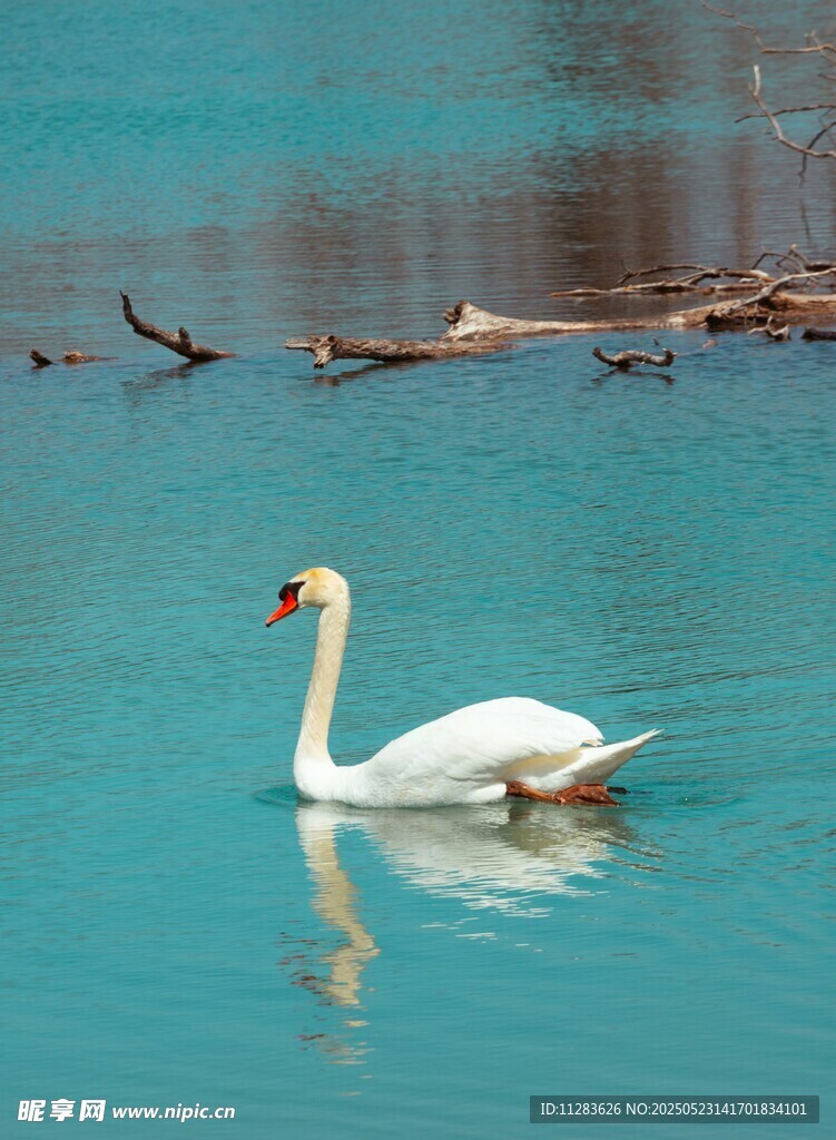 湖中游弋的优雅白天鹅