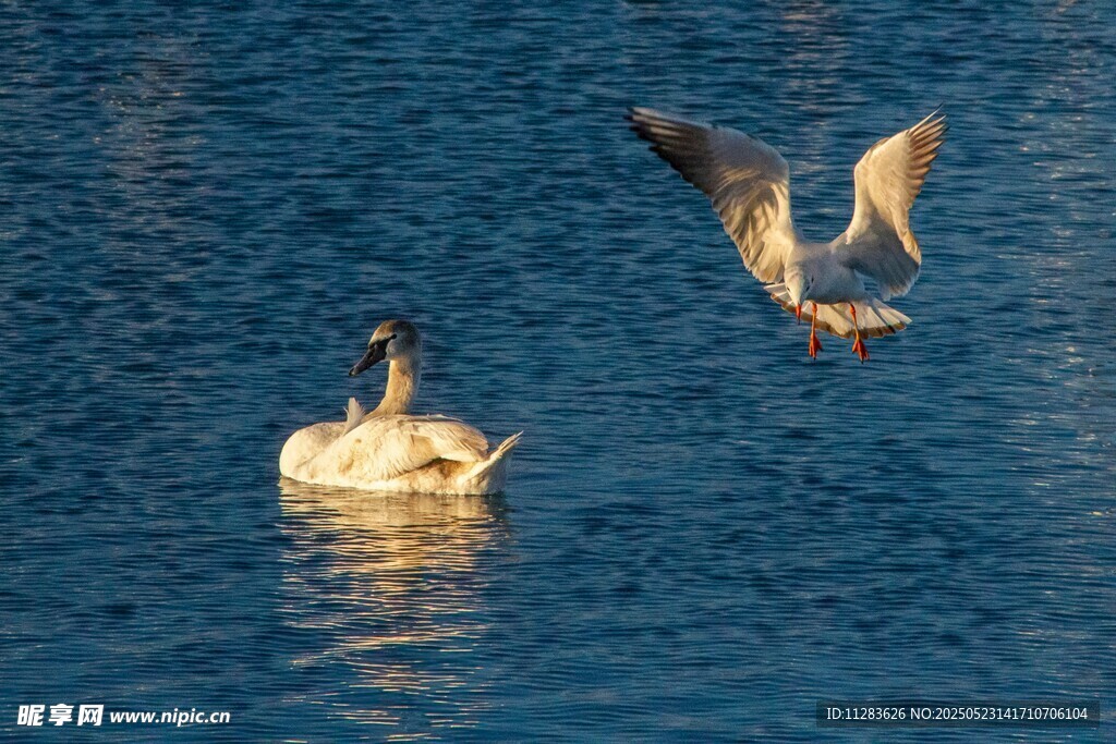 水面上的飞鸟与游禽