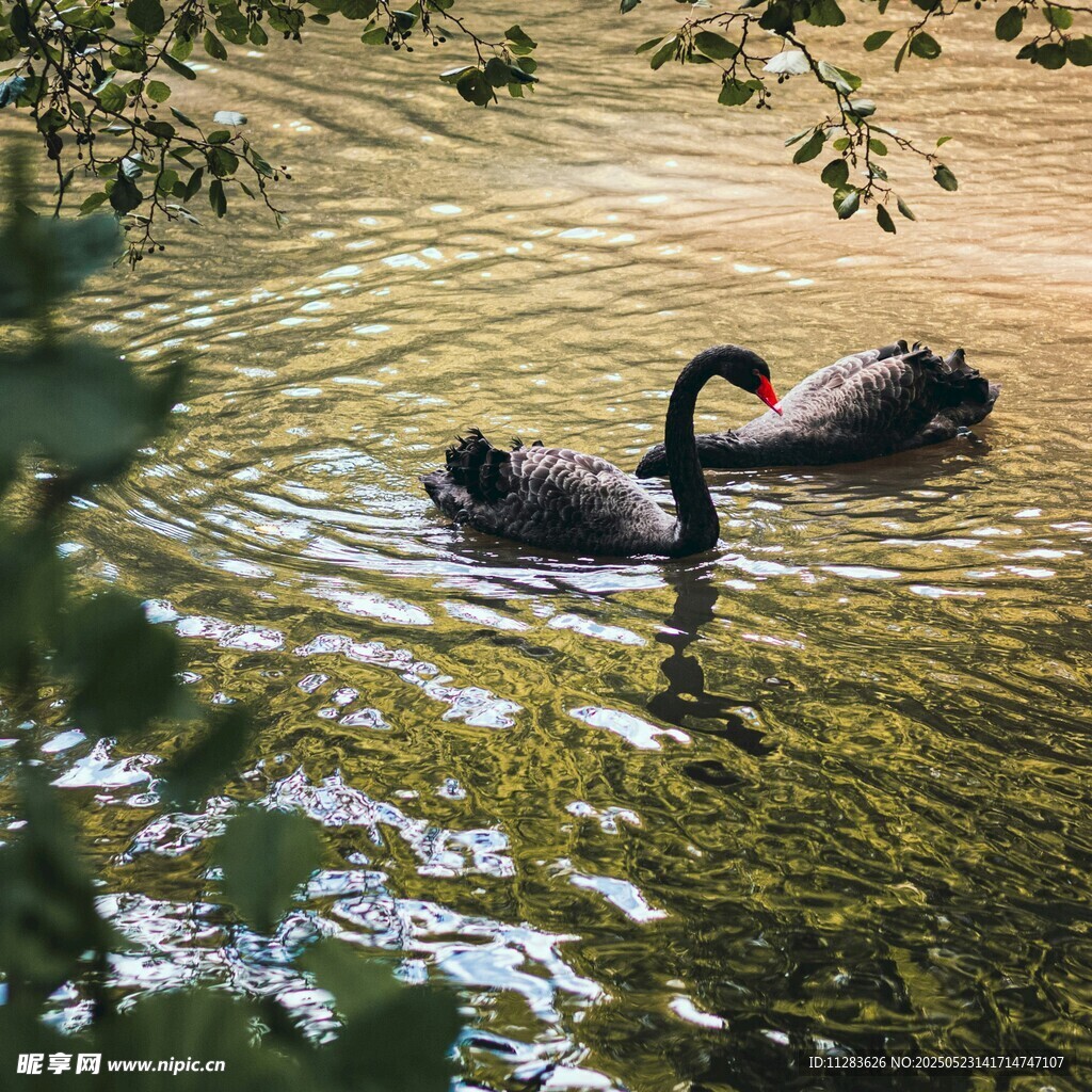 水中双黑天鹅悠然游弋