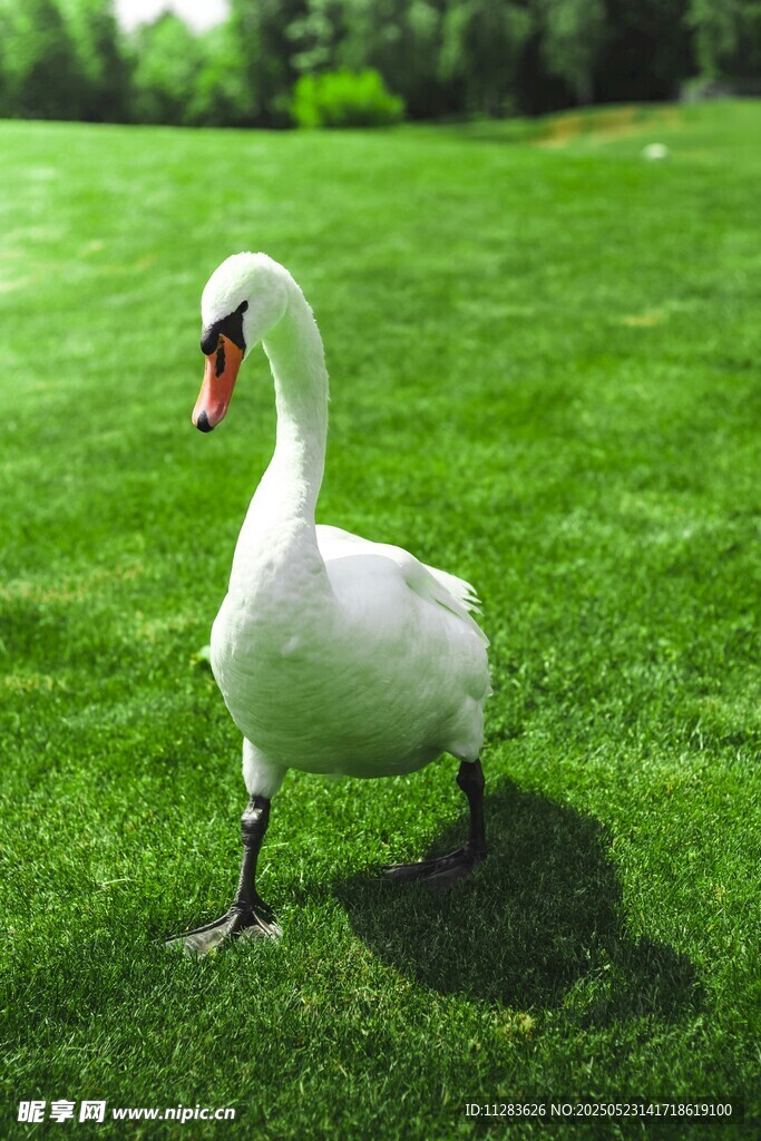 草地上的单腿站立白天鹅
