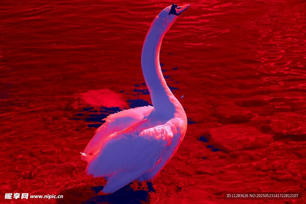 红背景下的优雅粉色天鹅