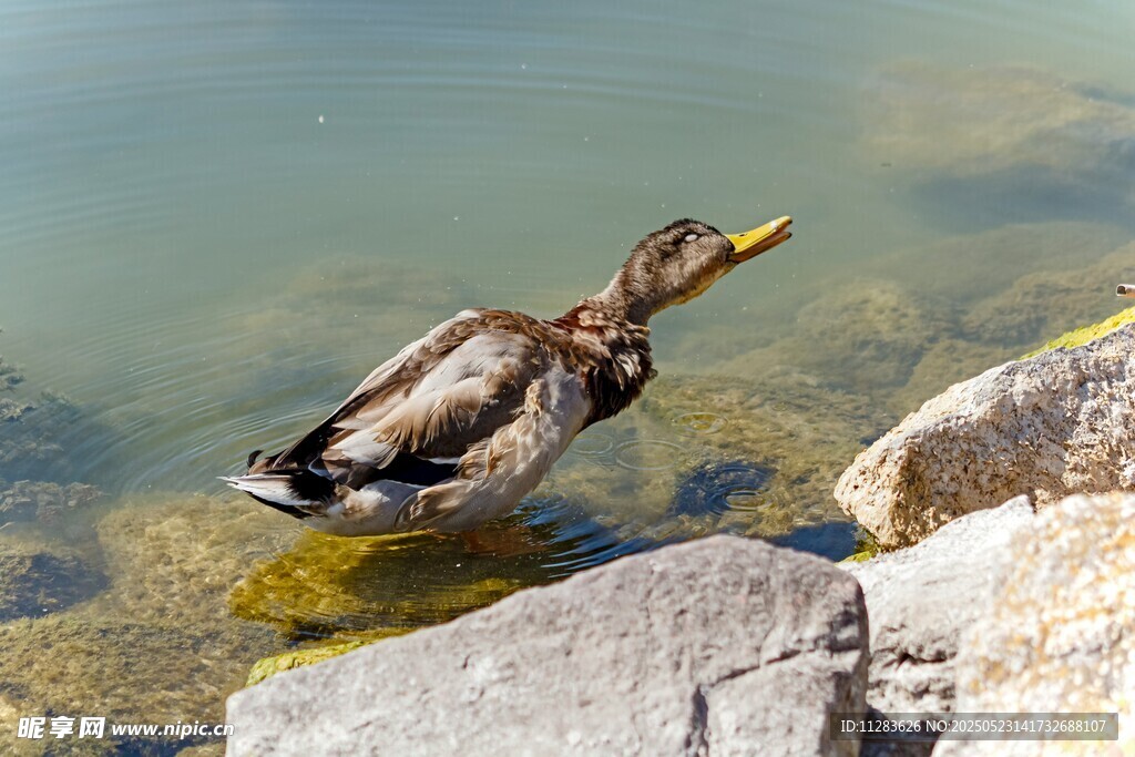 石边水中的觅食野鸭