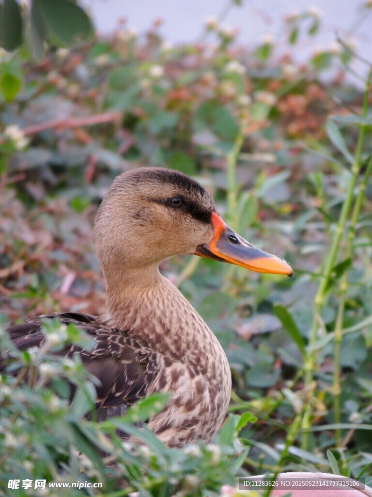 草丛中的鸭子