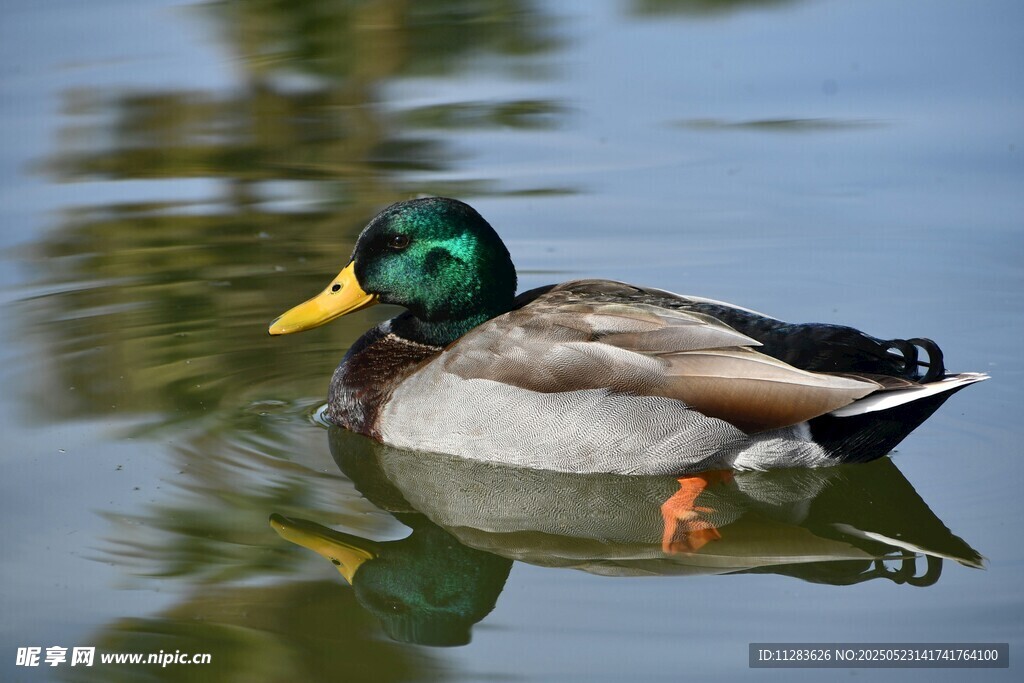 绿头鸭水中悠然游动