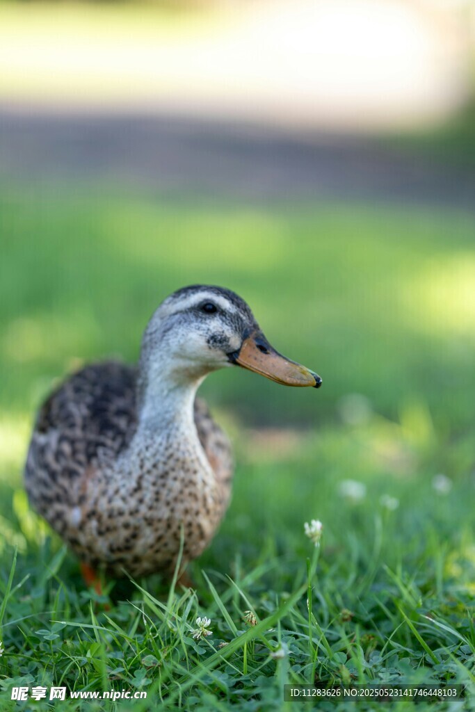 草地上的小鸭子