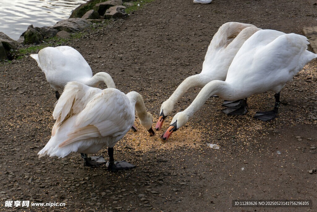 天鹅在岸边低头觅食