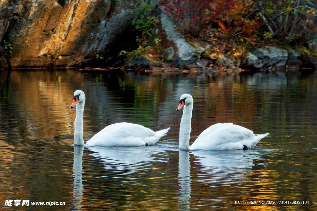 秋日湖面上的优雅双天鹅
