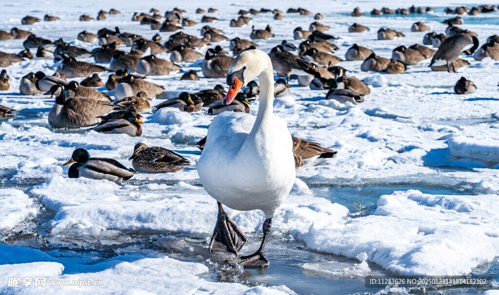 雪地漫步的白鸟