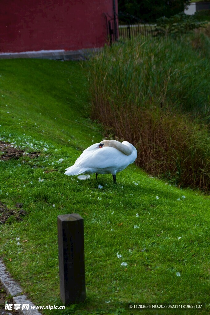 草地上的白鸟