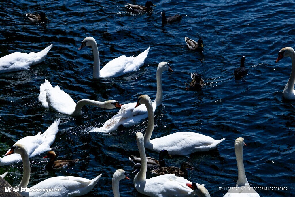 湖面上的天鹅与野鸭群