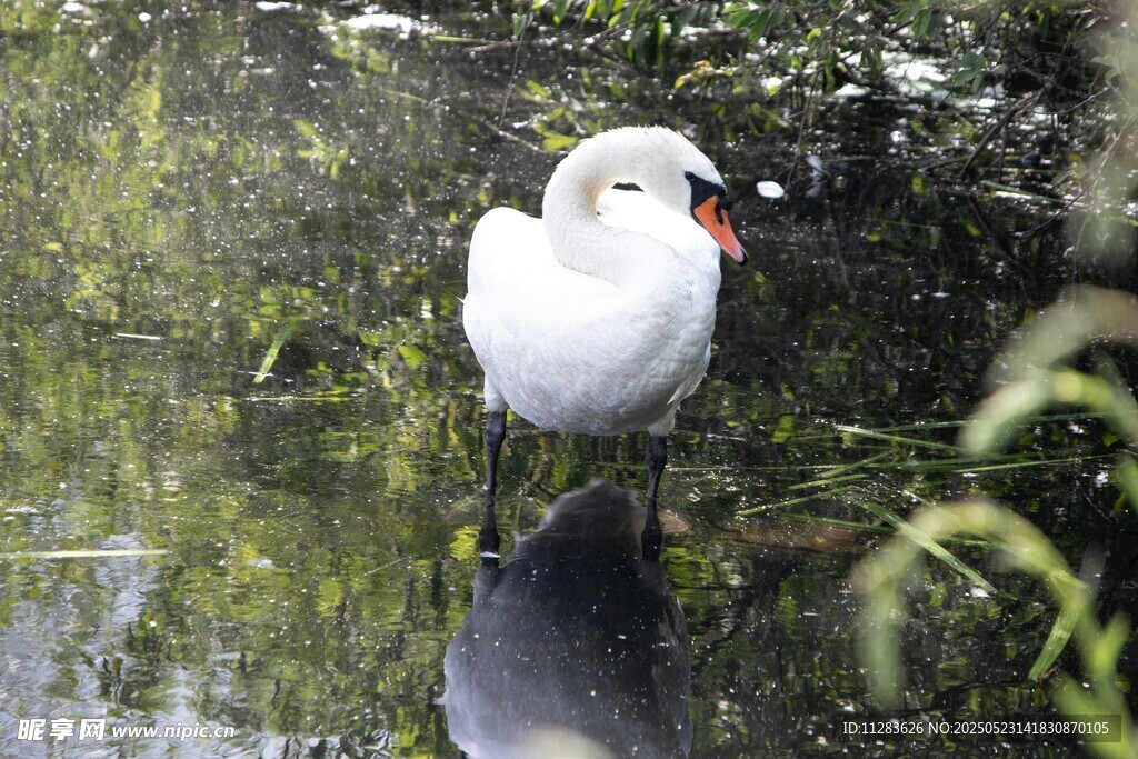 水边白鸟静立赏景