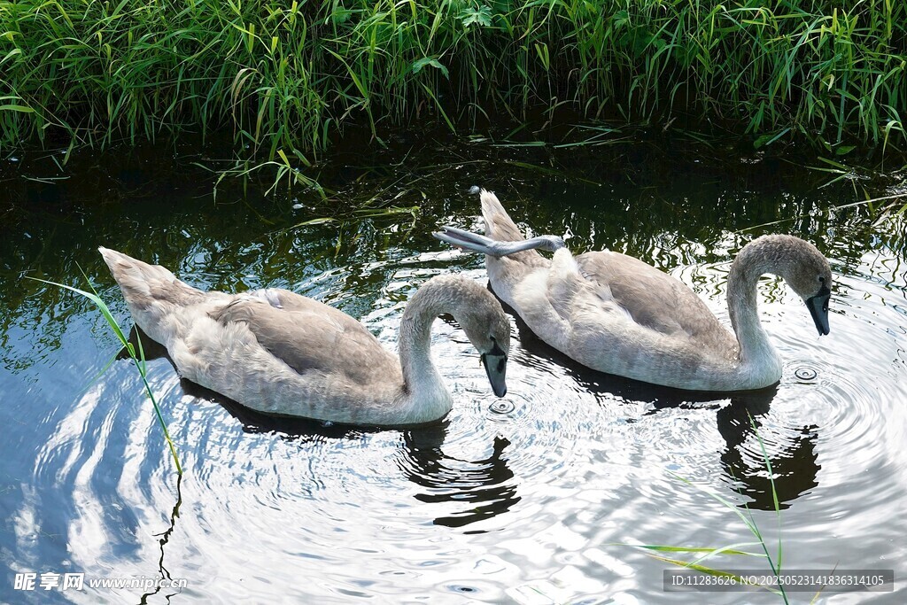 水中天鹅悠游