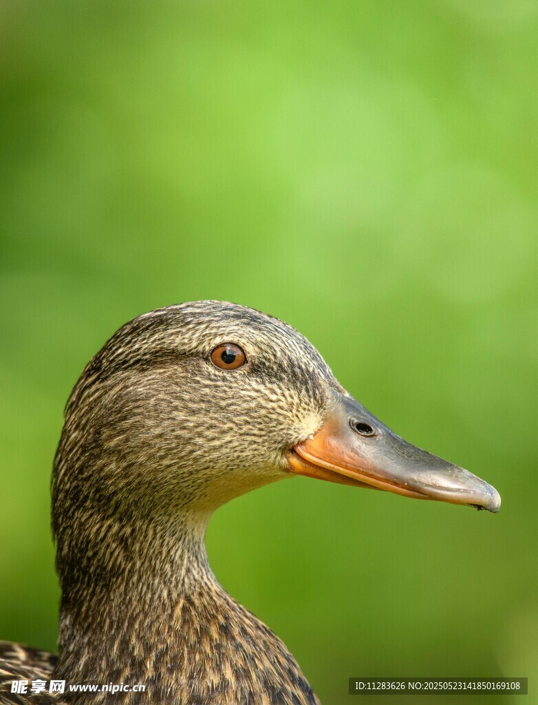 一只棕色野鸭头部