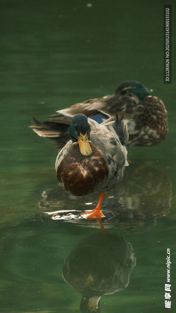 水中野鸭休憩