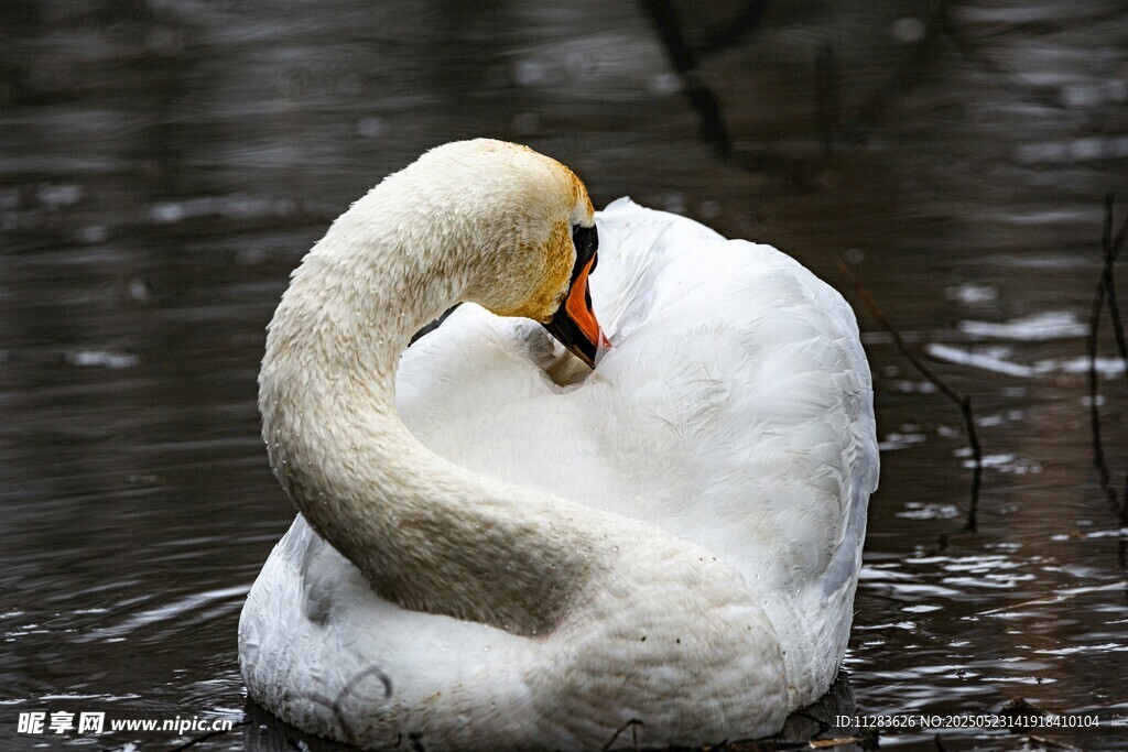 优雅天鹅水中自我梳理
