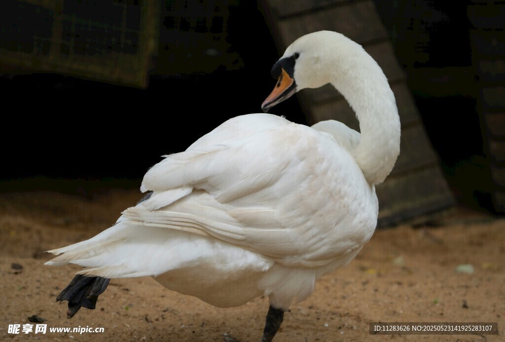 优雅天鹅单腿站立姿态