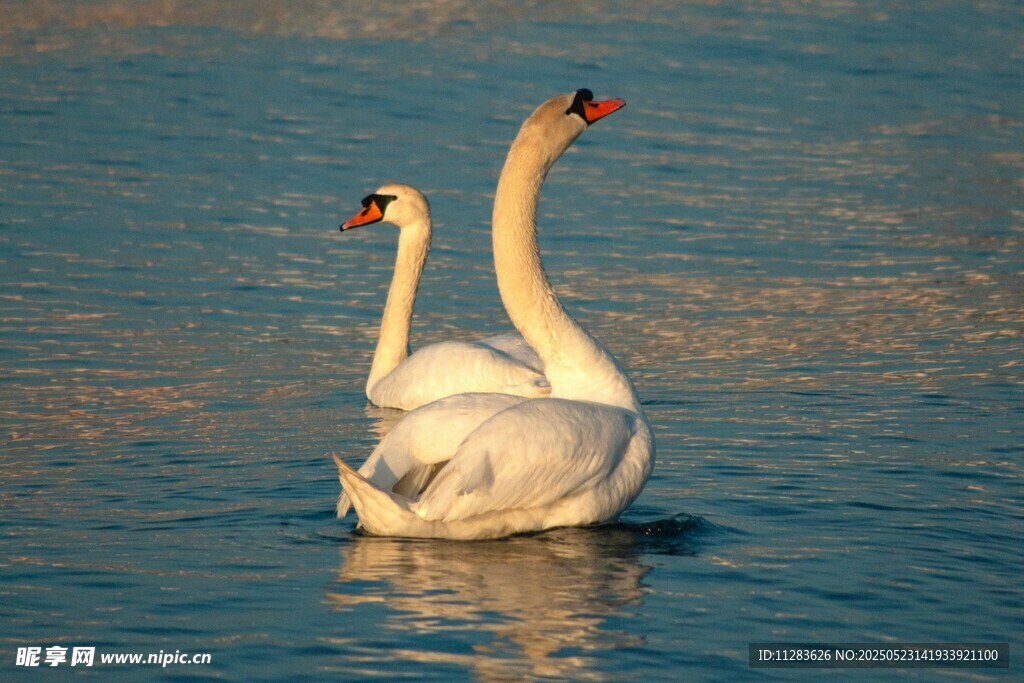 双天鹅悠游于碧波之上