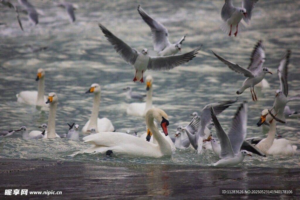 群鸟于水面上空飞翔景象