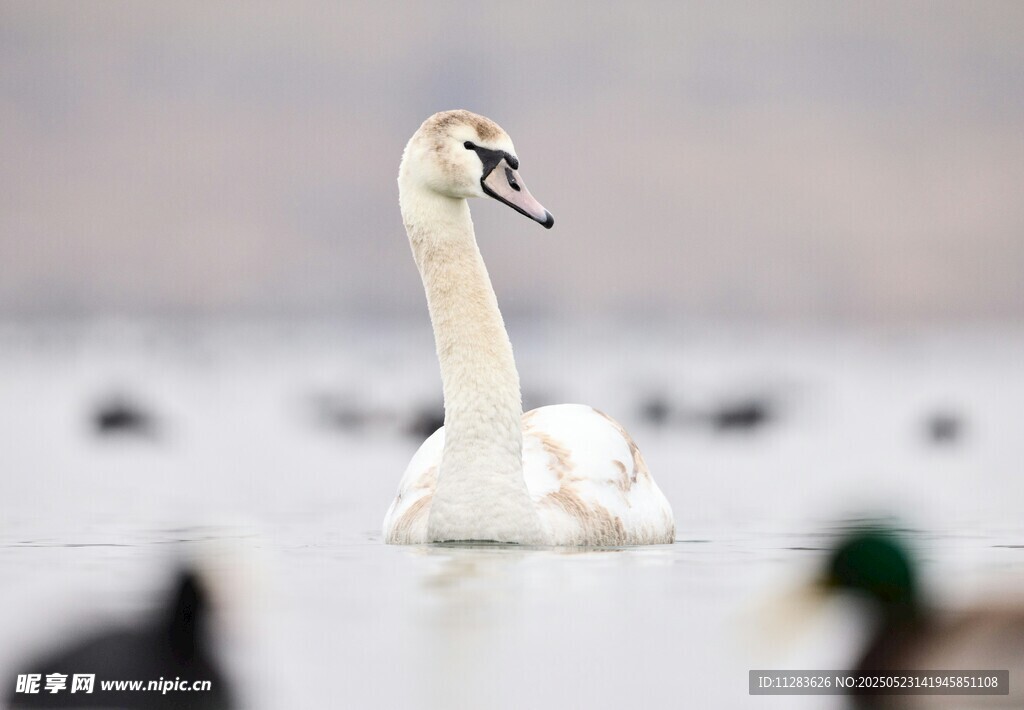 优雅天鹅于水面悠然自得