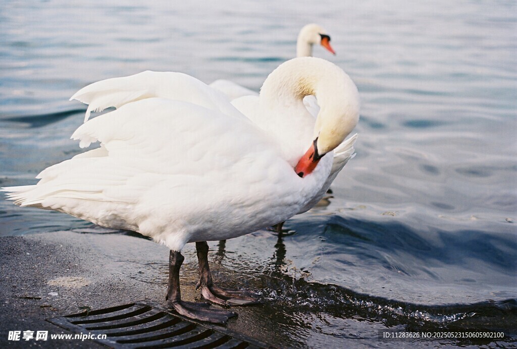 岸边优雅天鹅整理羽毛