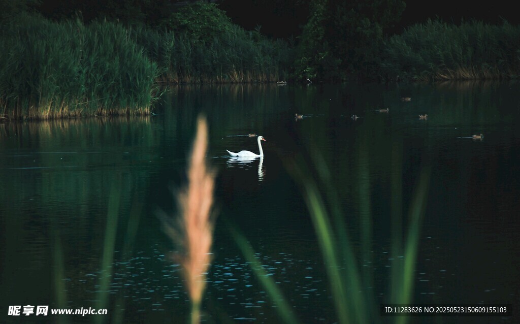 湖畔白鹭栖于葱郁草木间