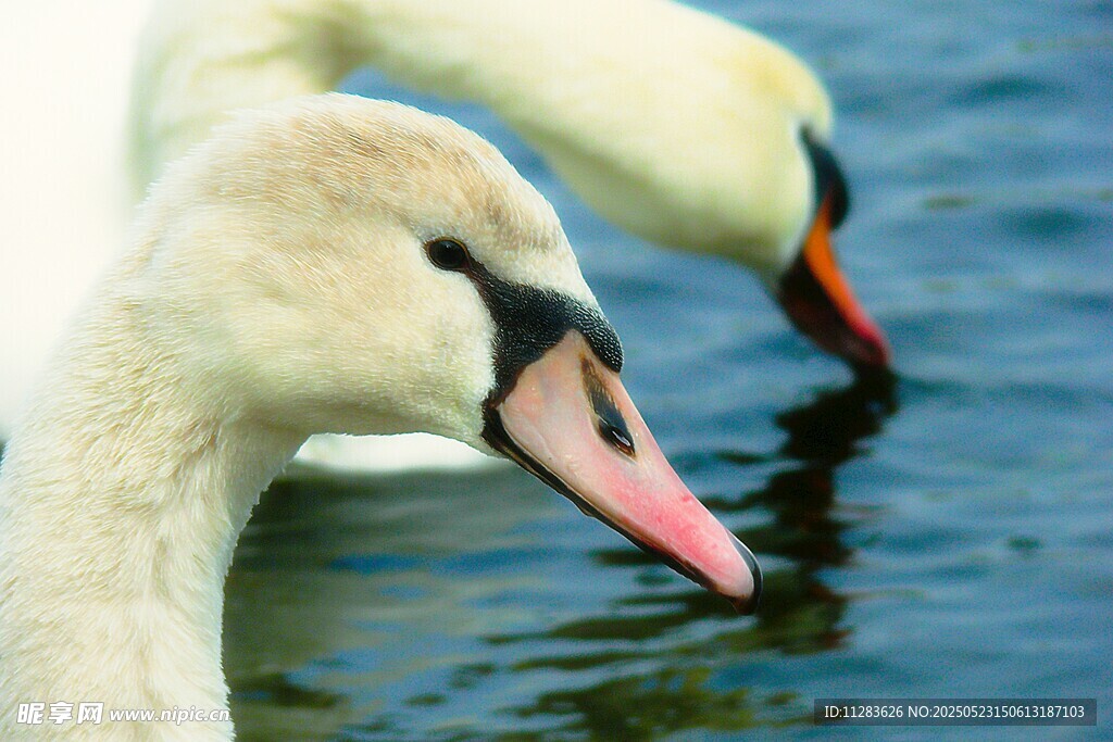 优雅天鹅低头饮水瞬间