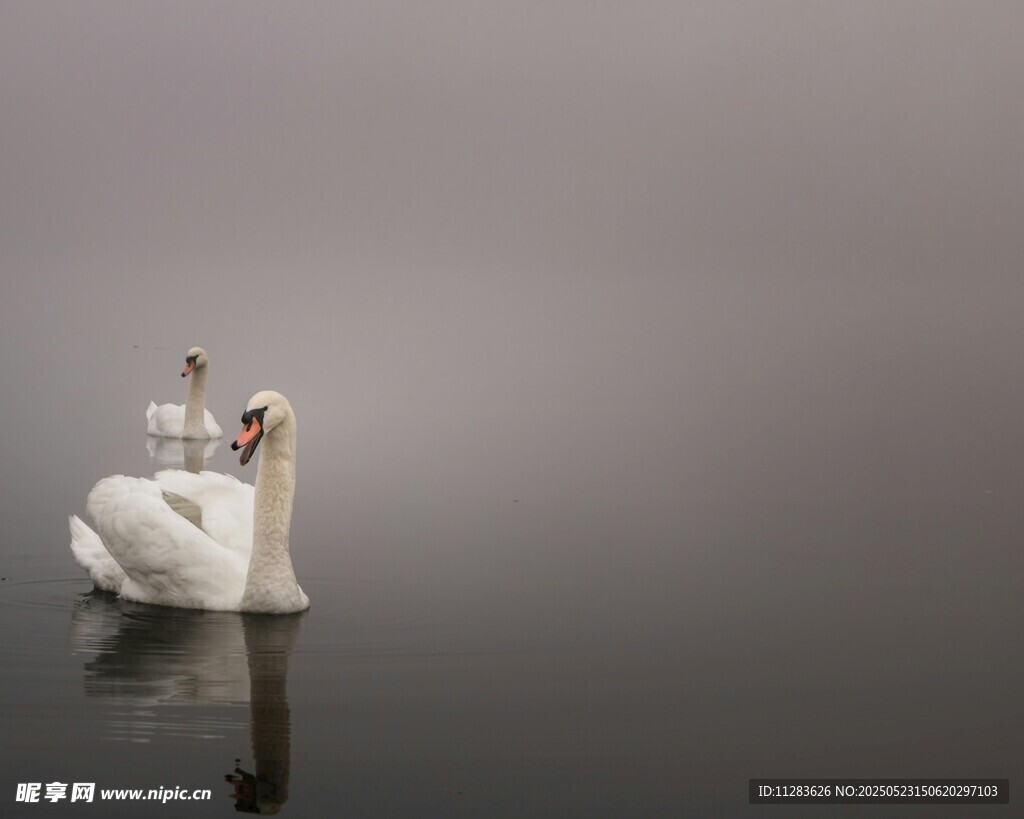 湖面上优雅的白天鹅