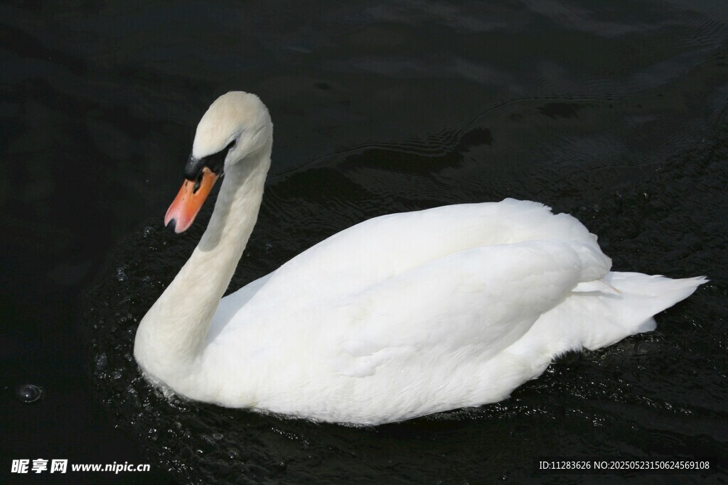 水中优雅的白天鹅