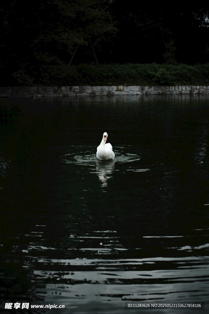 湖中孤鹅