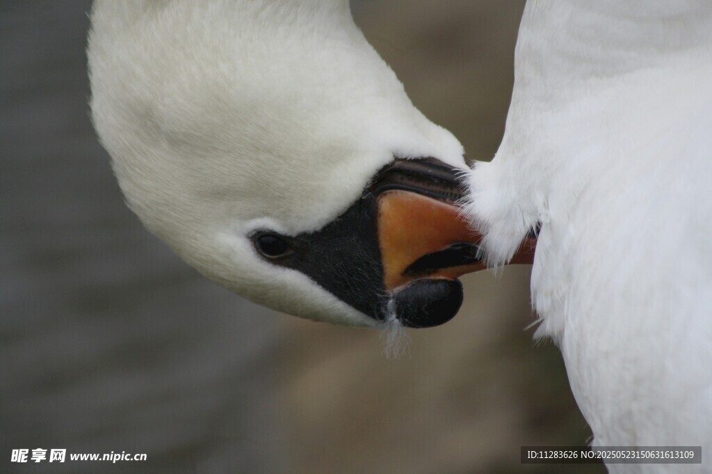 天鹅低头整理羽毛