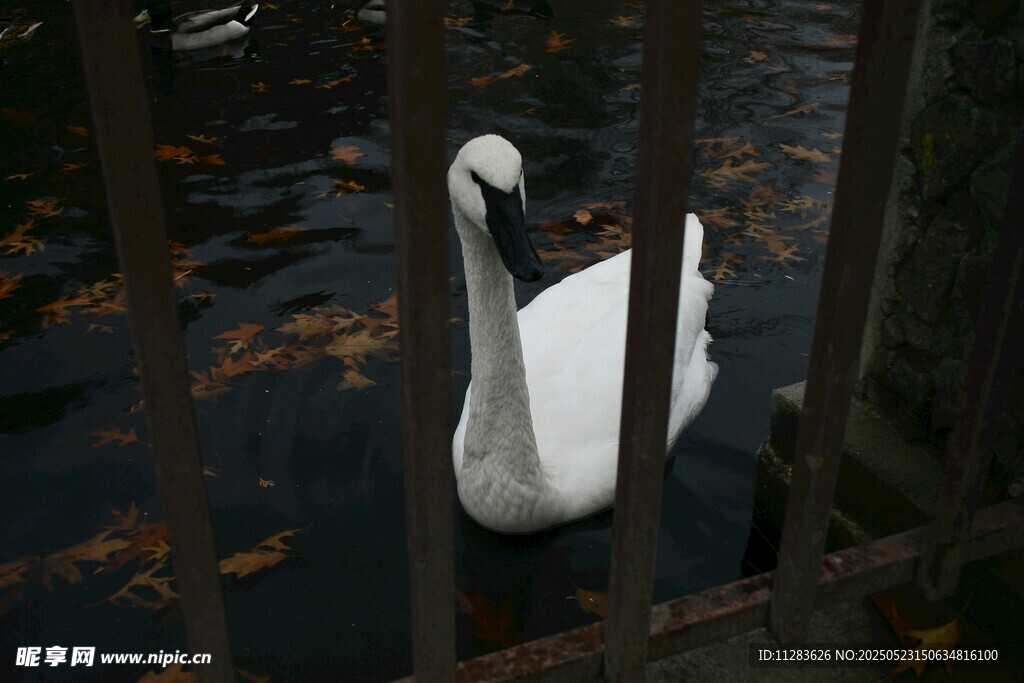 栅栏后的优雅白天鹅