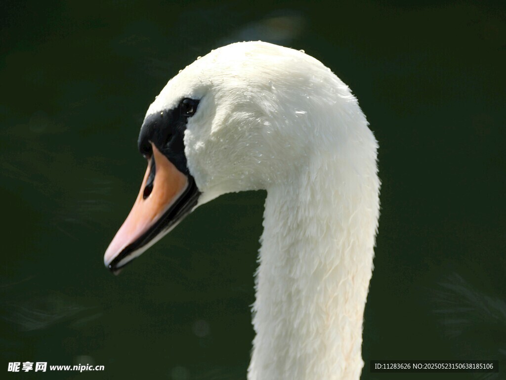 优雅天鹅特写