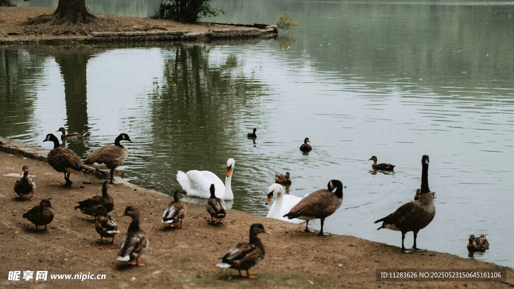 湖畔群鸟嬉戏图