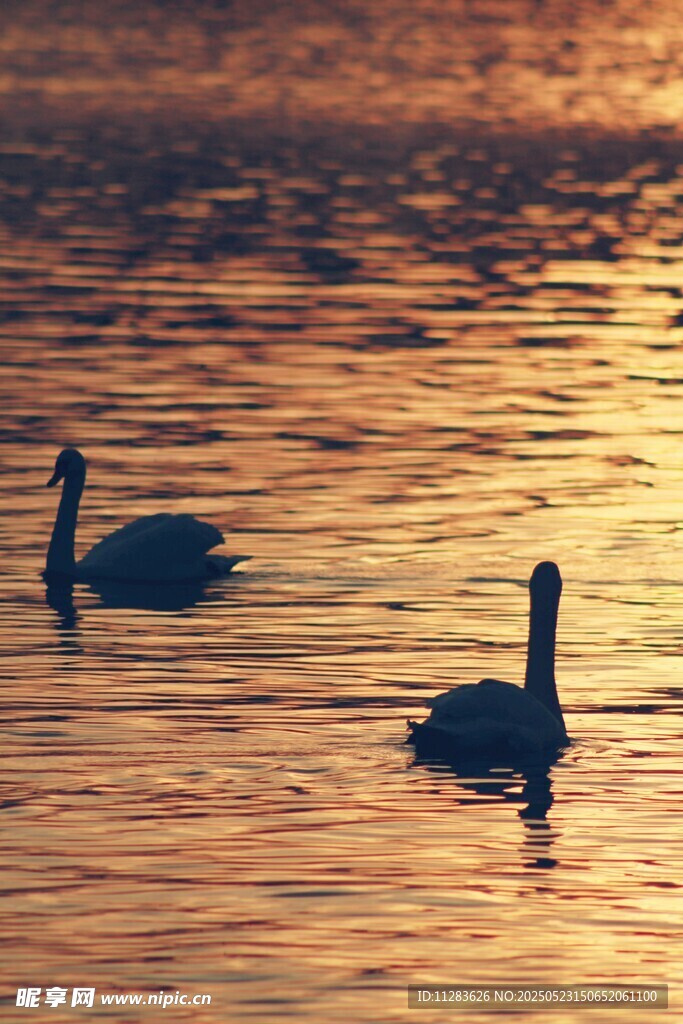 夕阳下双天鹅悠游湖面