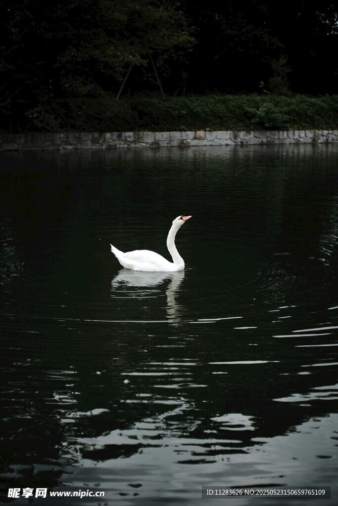湖面上优雅的单只白天鹅