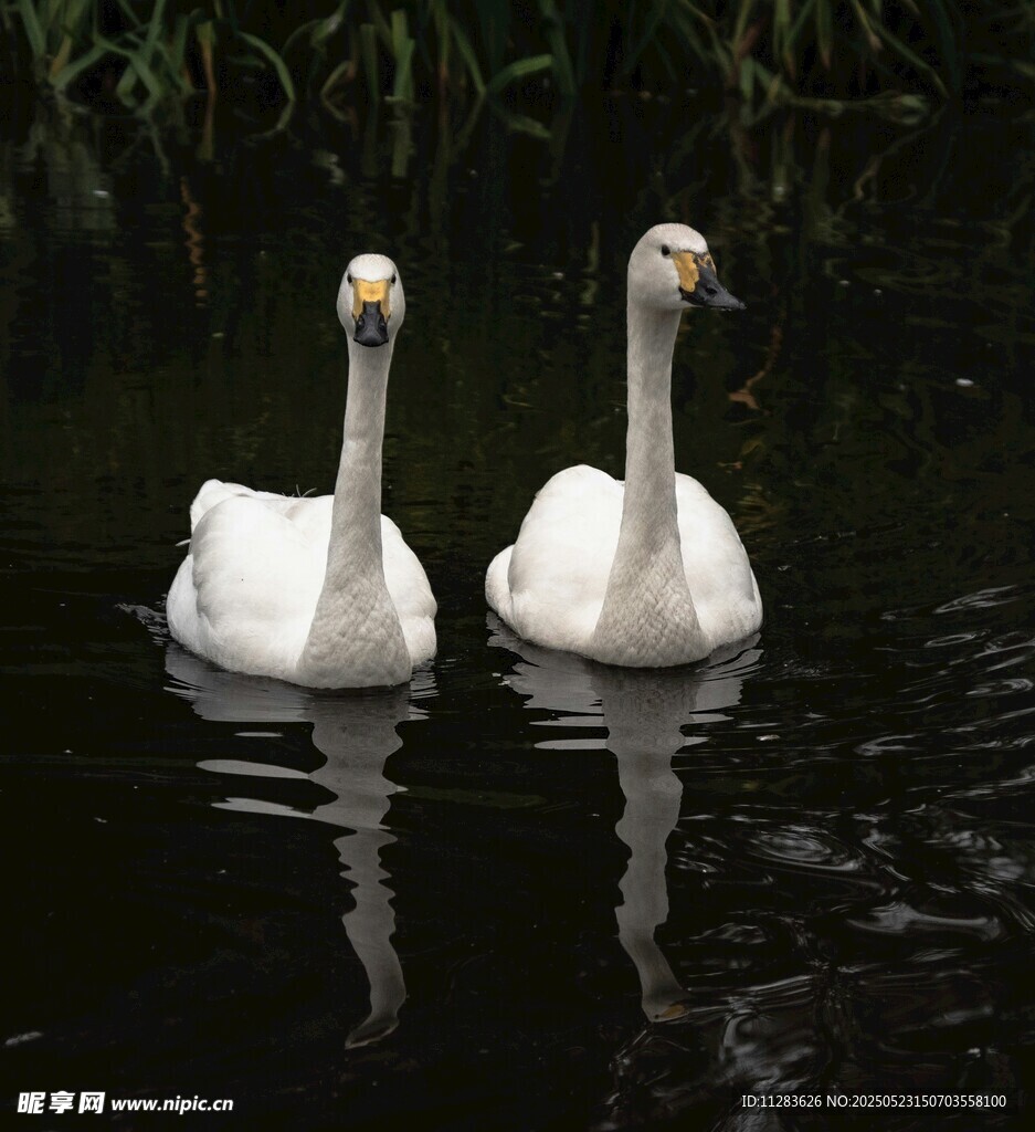 双天鹅悠游于静谧水面