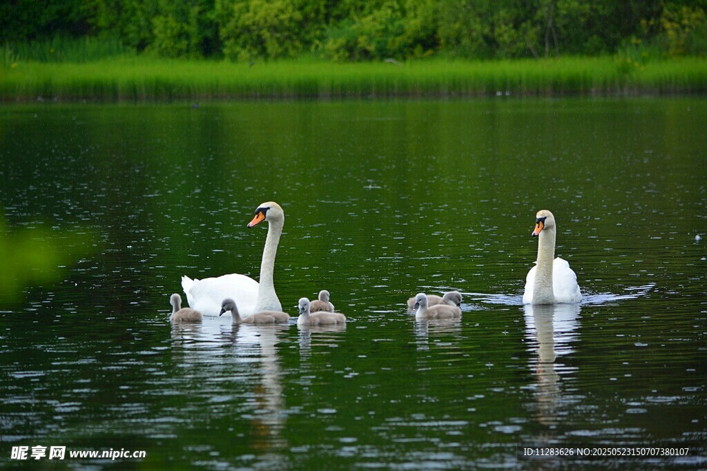 天鹅一家在湖面悠然游弋