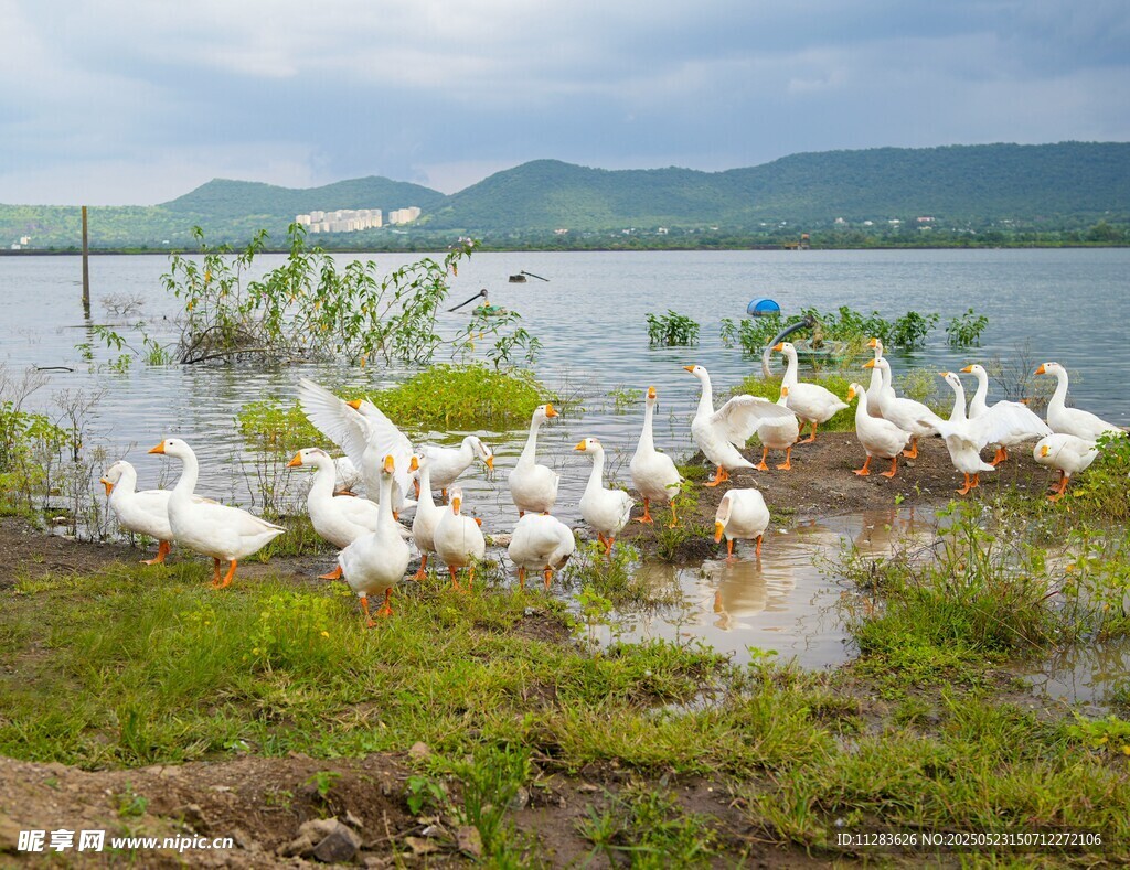 湖畔群鹅嬉戏的自然美景