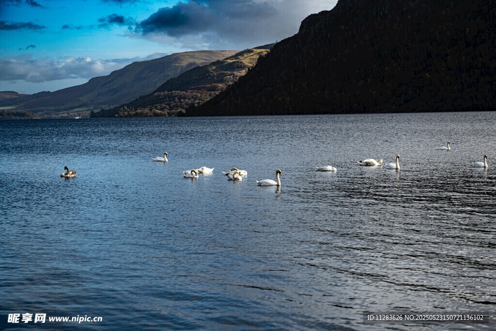 湖面上的天鹅群