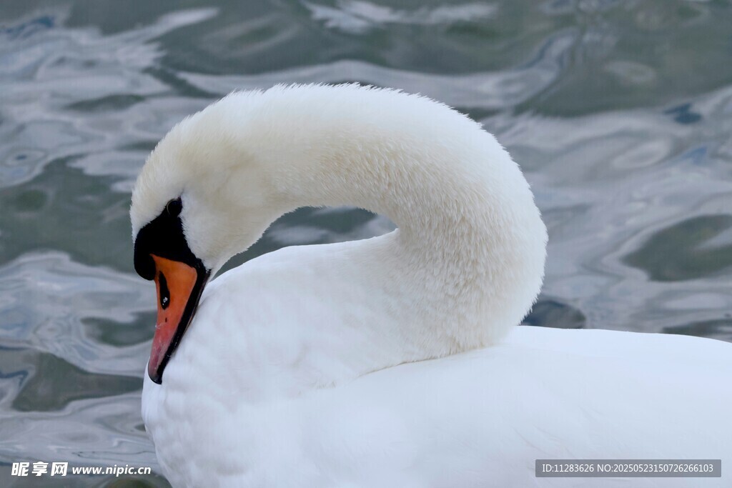 优雅天鹅水中静立