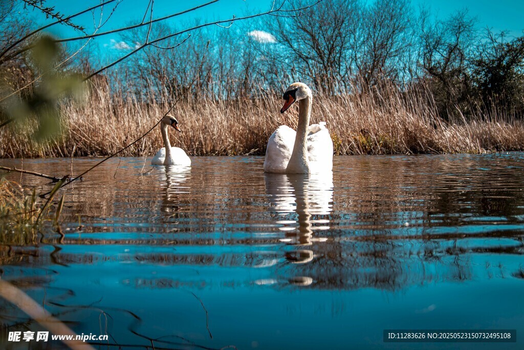 湖面上的优雅天鹅