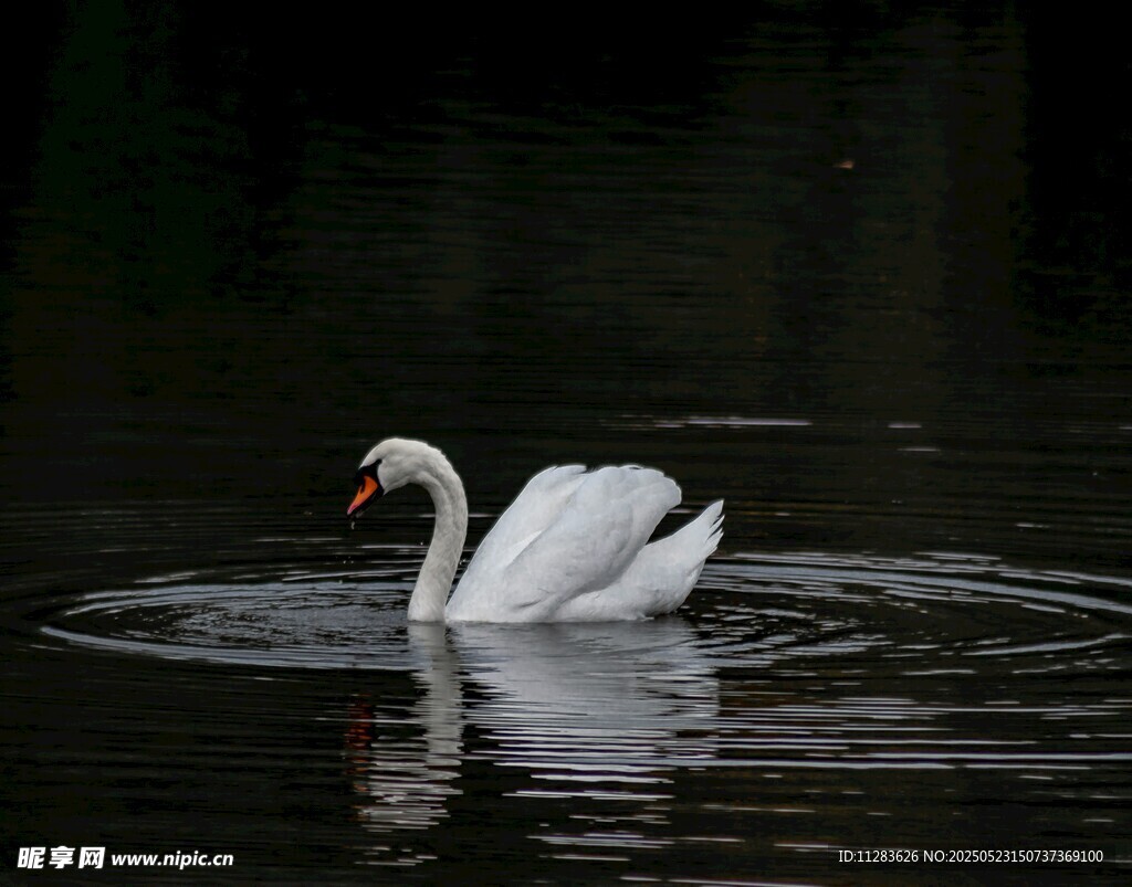 水中优雅天鹅