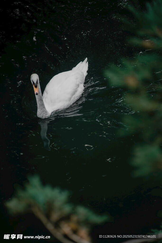 水中优雅天鹅