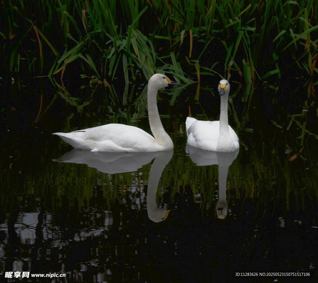 湖中游弋的优雅双天鹅