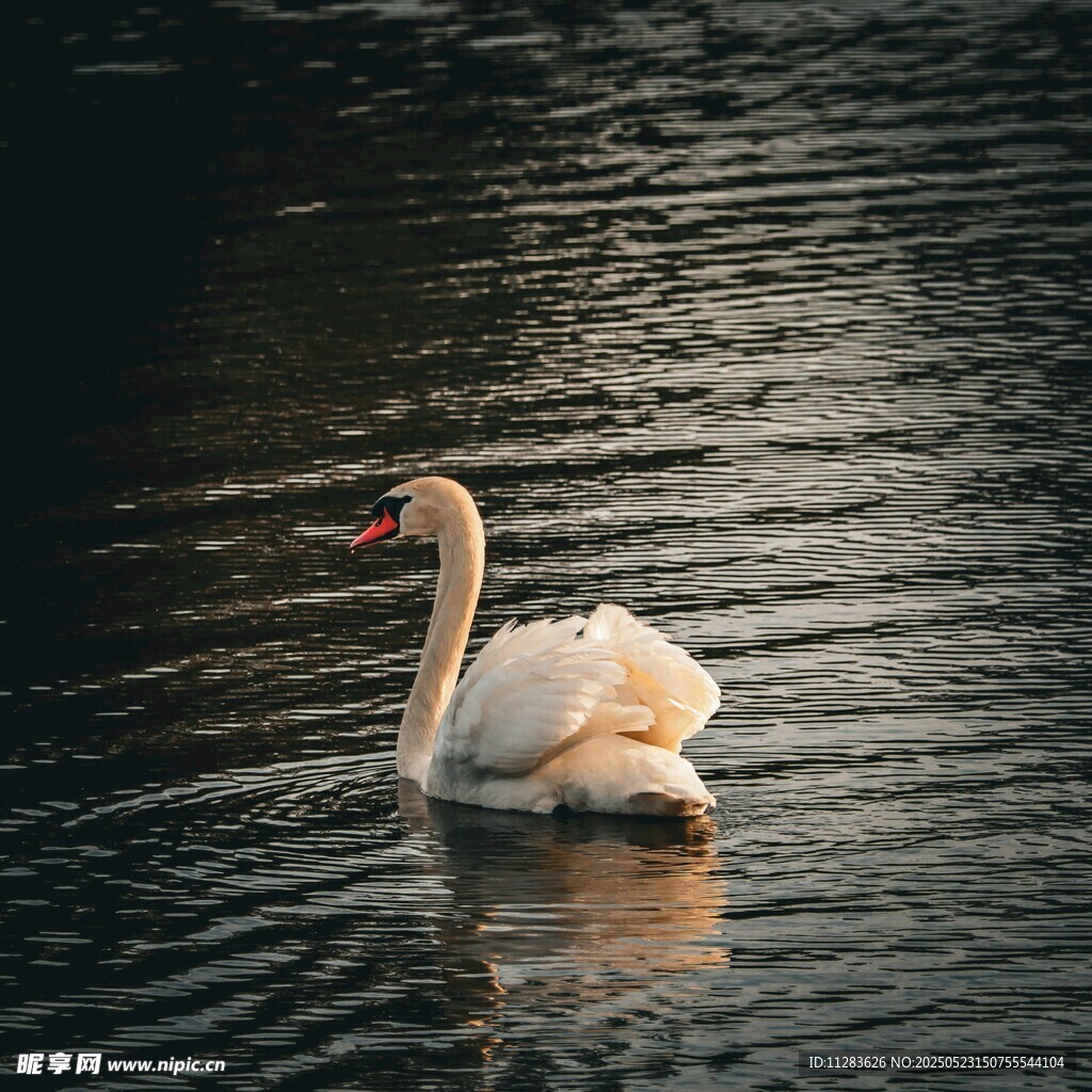 优雅天鹅于水面悠然游弋